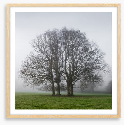 The old oak tree