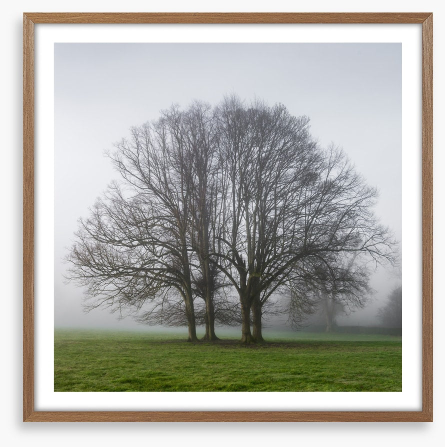 The old oak tree
