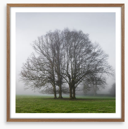 The old oak tree