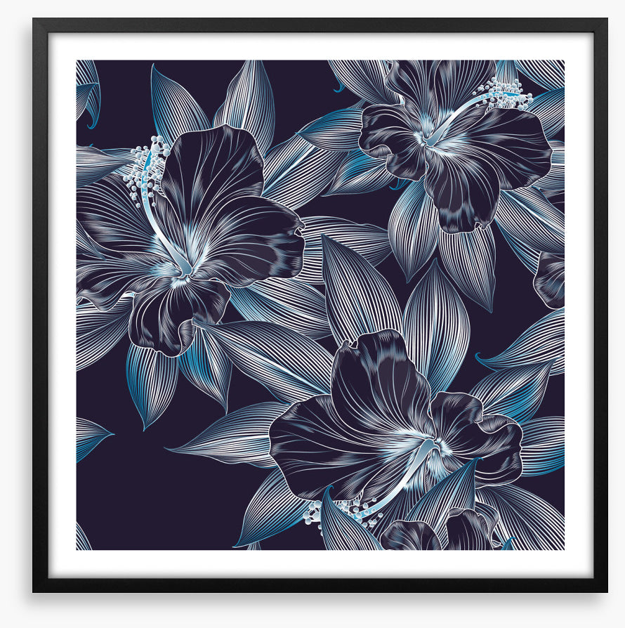 Hibiscus moonlight