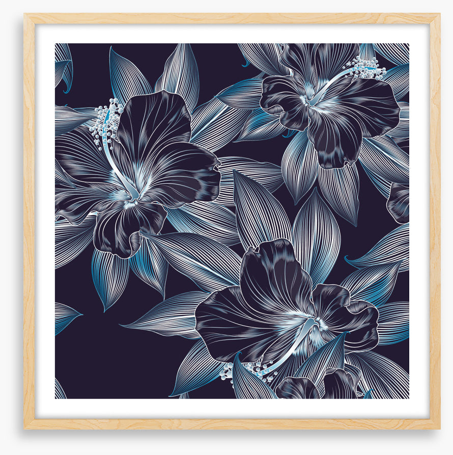 Hibiscus moonlight