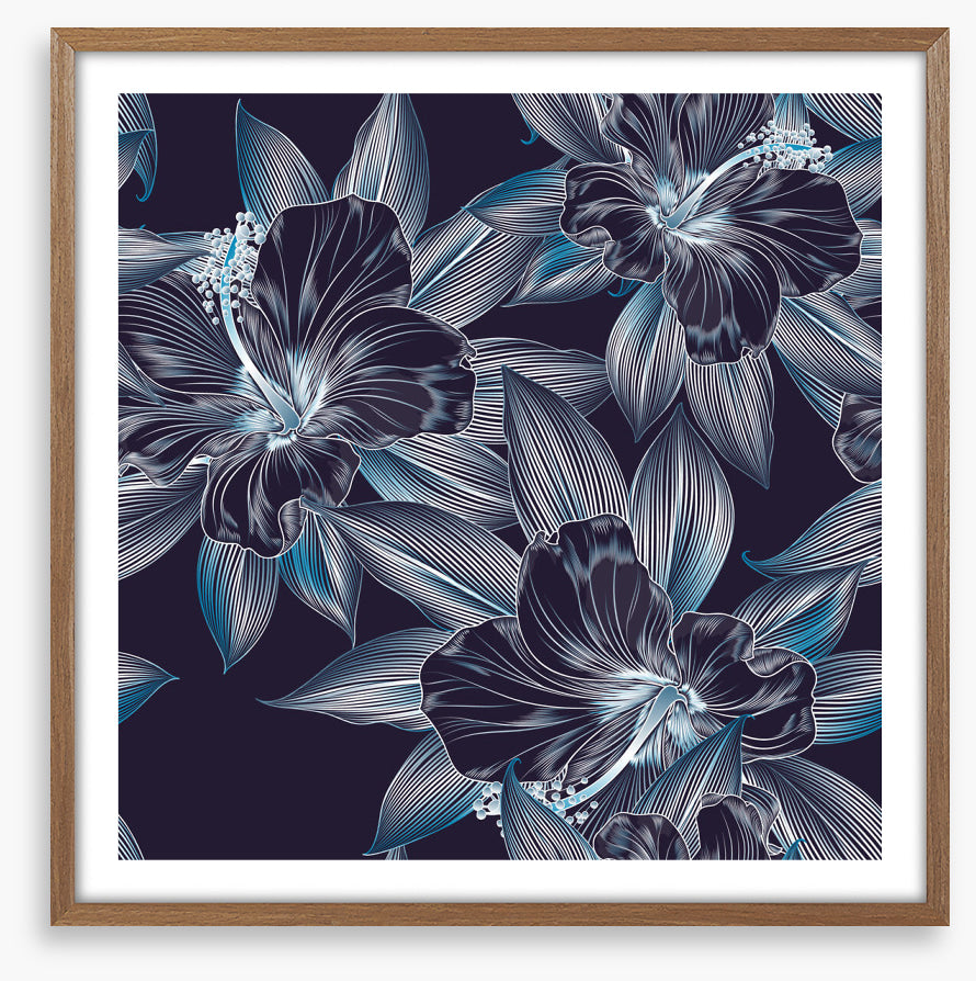 Hibiscus moonlight