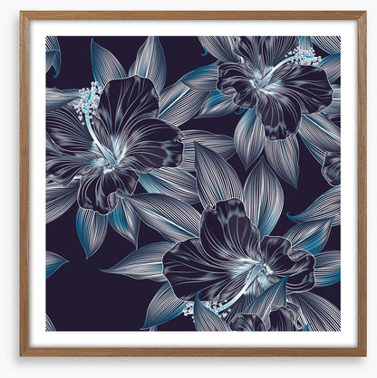 Hibiscus moonlight