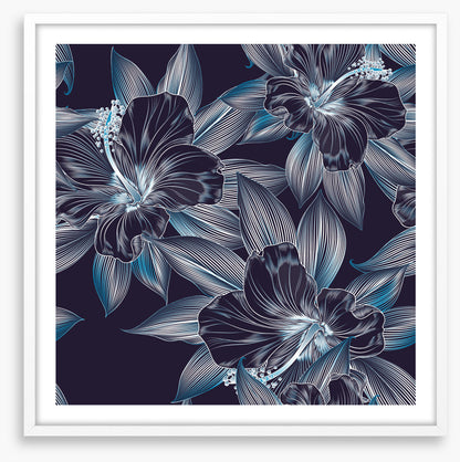 Hibiscus moonlight