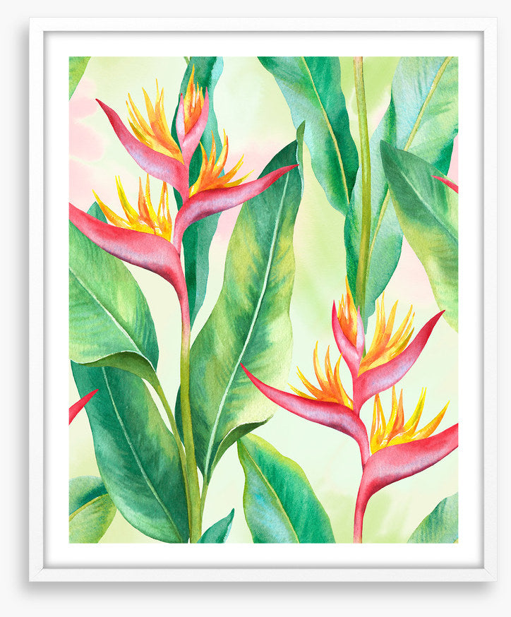 Balmy birds in paradise
