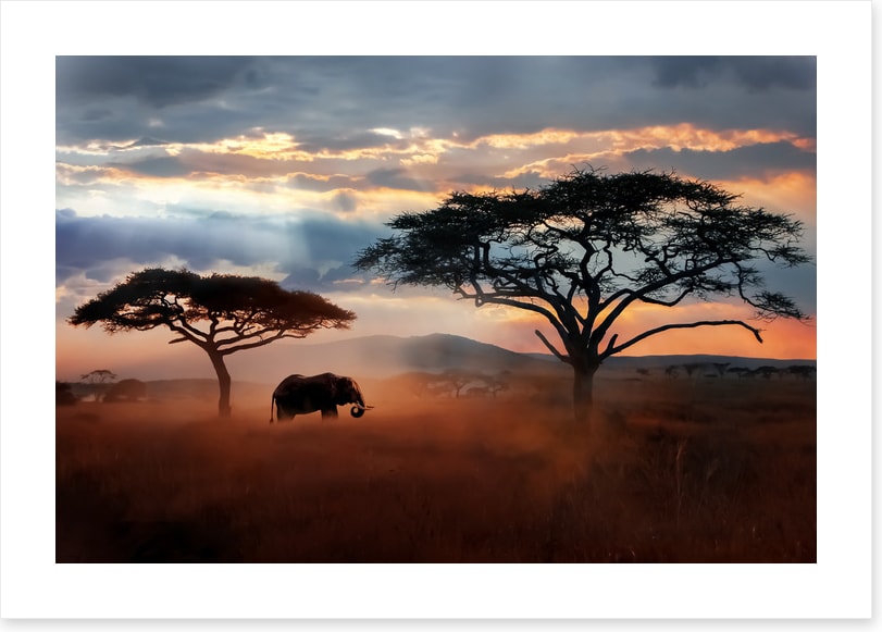 Serengeti dust silhouettes