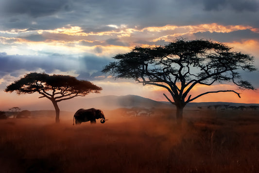 Serengeti dust silhouettes