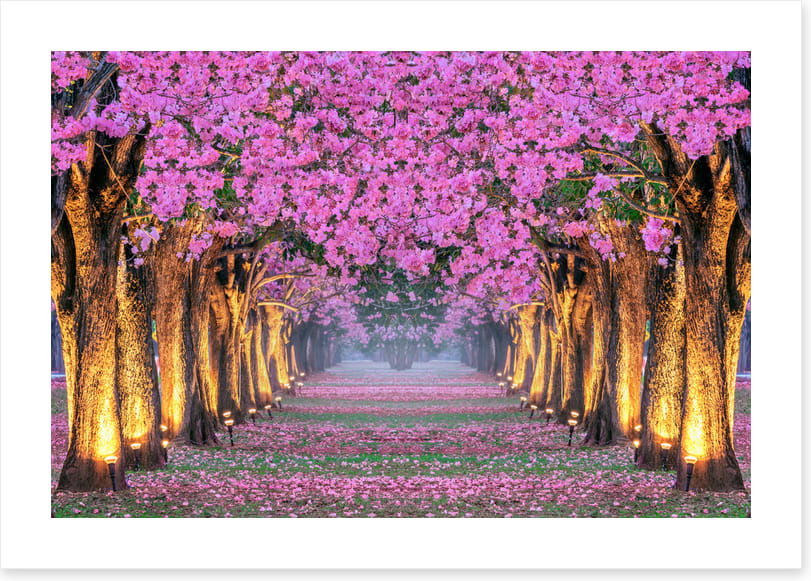 Tunnel of blossom