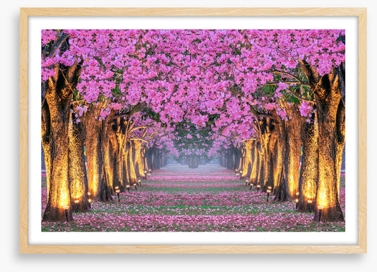 Tunnel of blossom