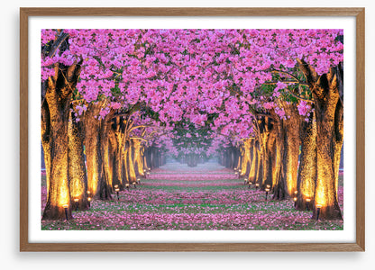 Tunnel of blossom