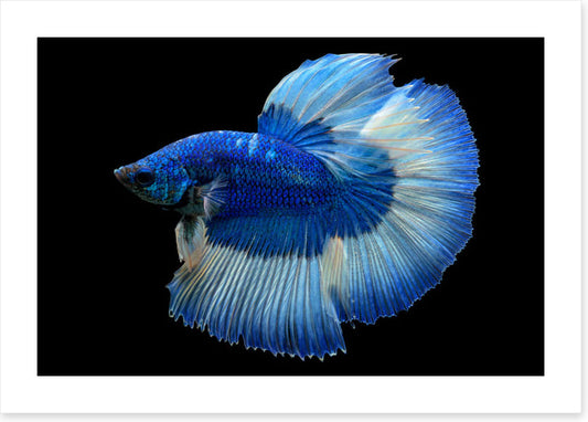 Blue beauty 3