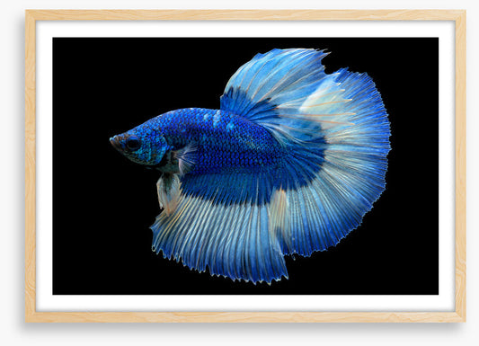 Blue beauty 3