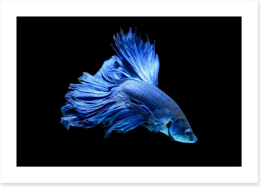 Blue beauty 1