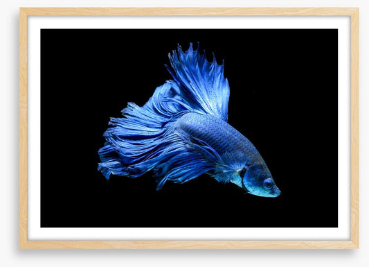 Blue beauty 1