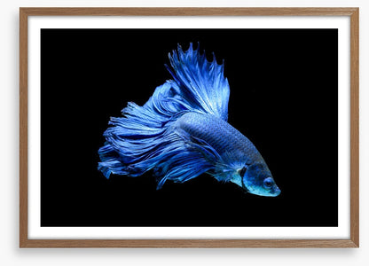 Blue beauty 1