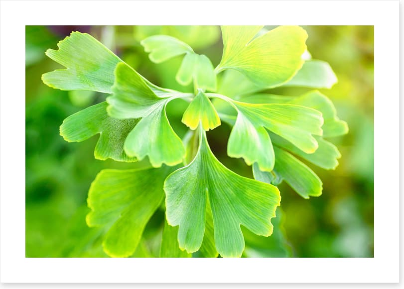 Leaves
