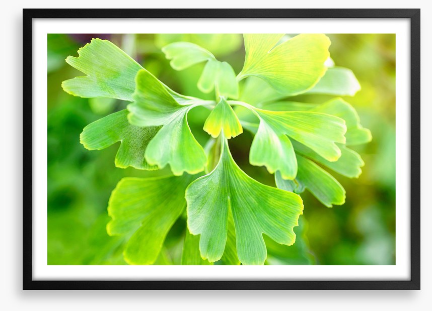 Leaves