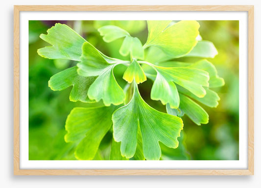 Leaves