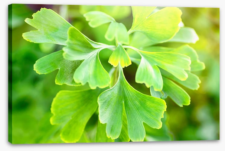 Leaves