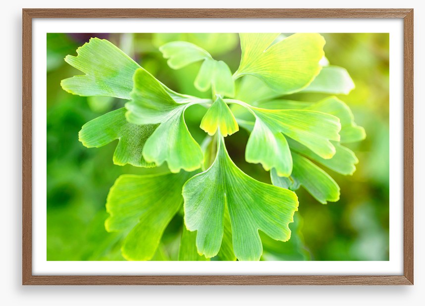 Leaves