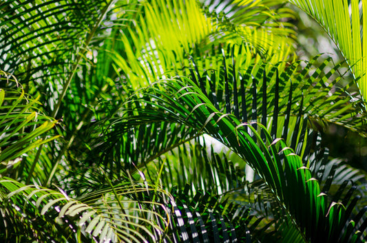 Leaves