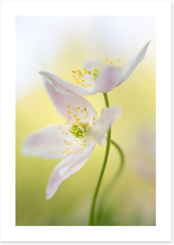 Windflowers