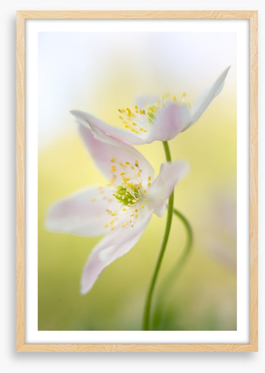 Windflowers