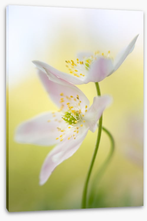 Windflowers