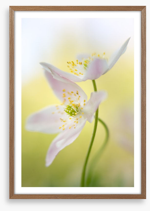 Windflowers