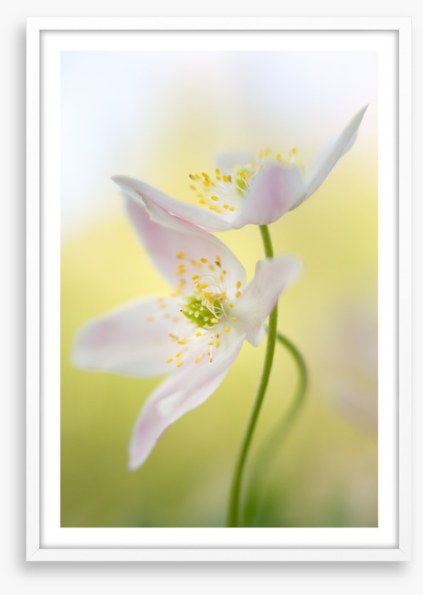 Windflowers