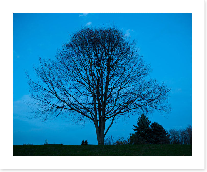 Trees