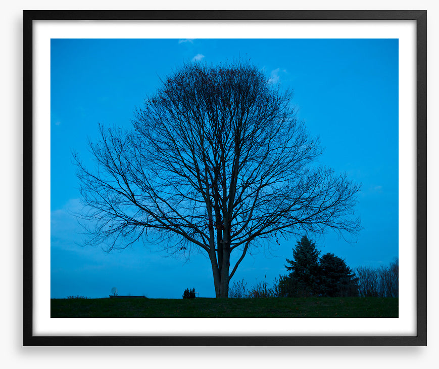 Trees