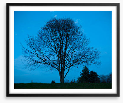 Trees