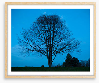 Trees