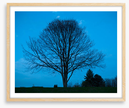 Trees
