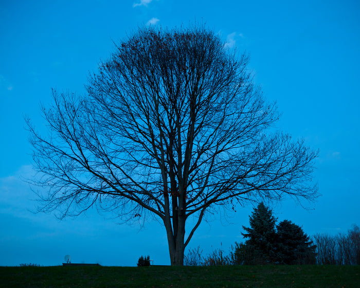 Trees