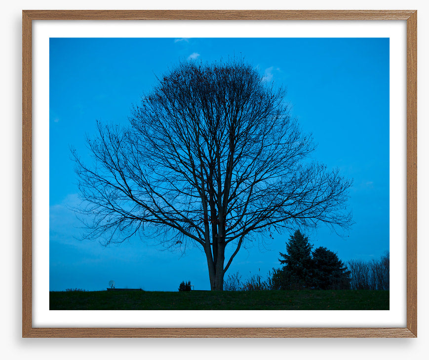 Trees