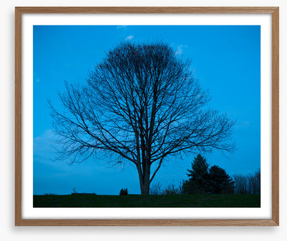 Trees