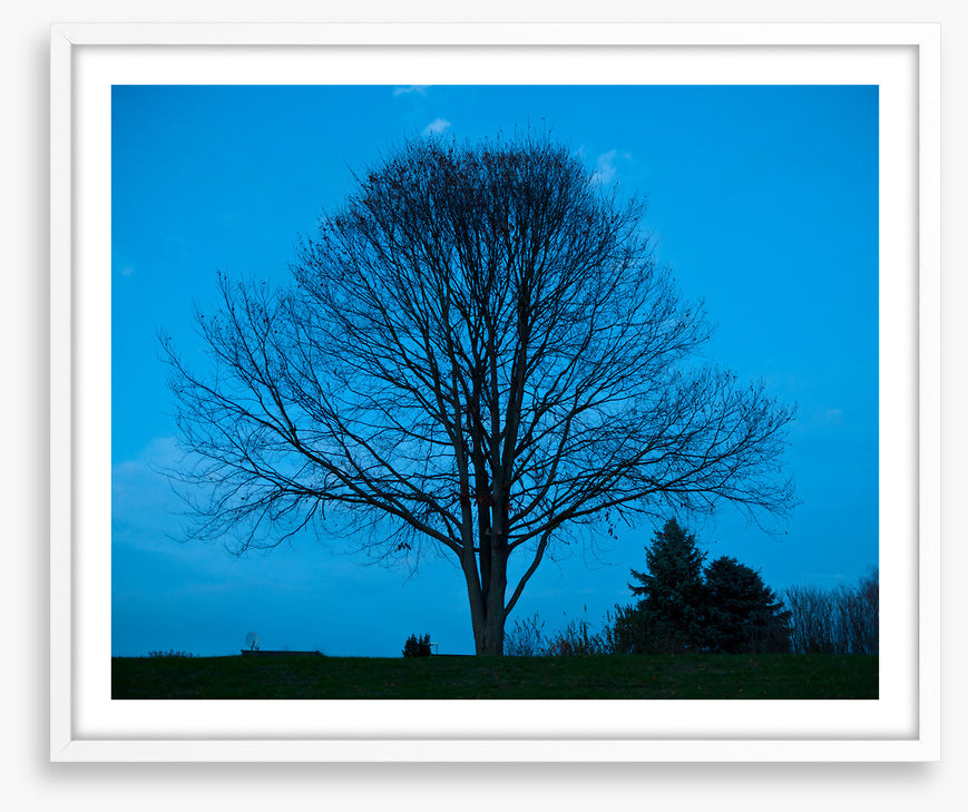 Trees