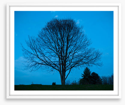Trees