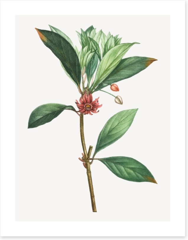 Vintage anise