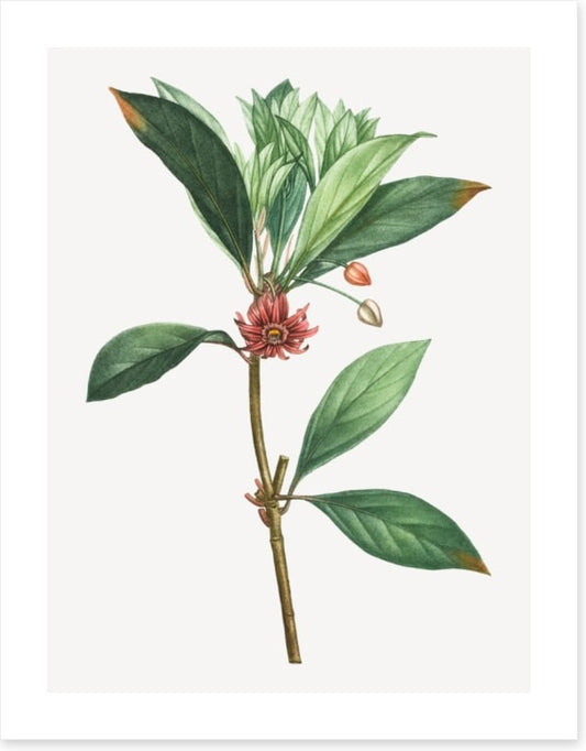 Vintage anise