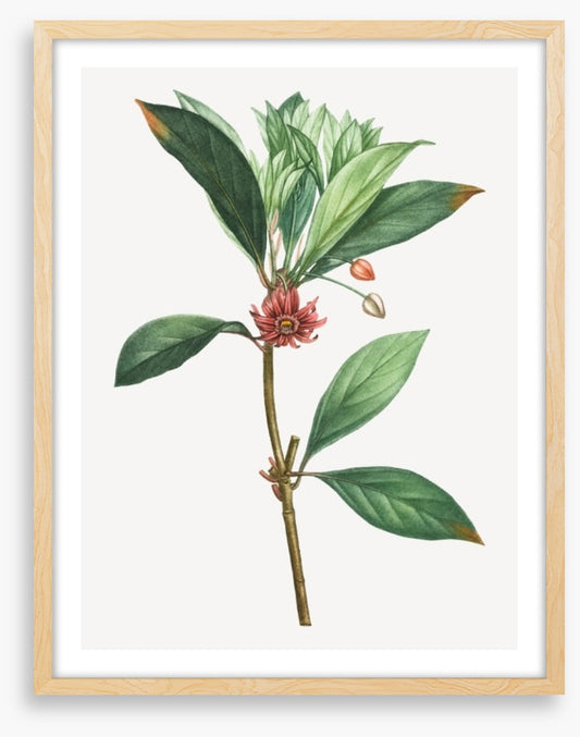 Vintage anise