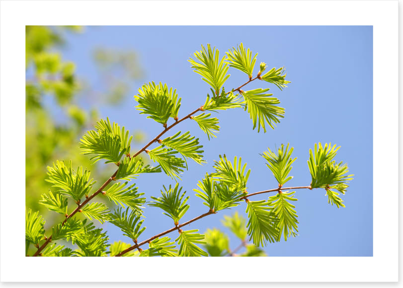 Leaves