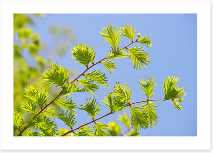 Leaves