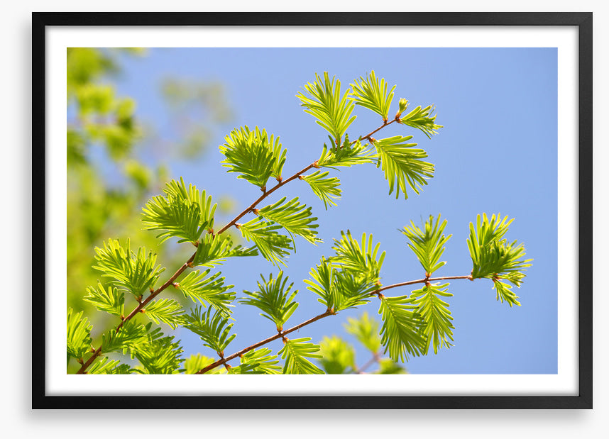 Leaves