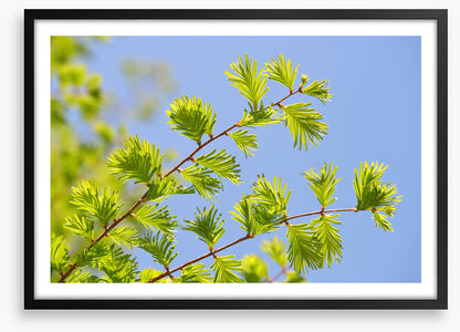 Leaves
