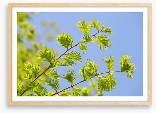 Leaves