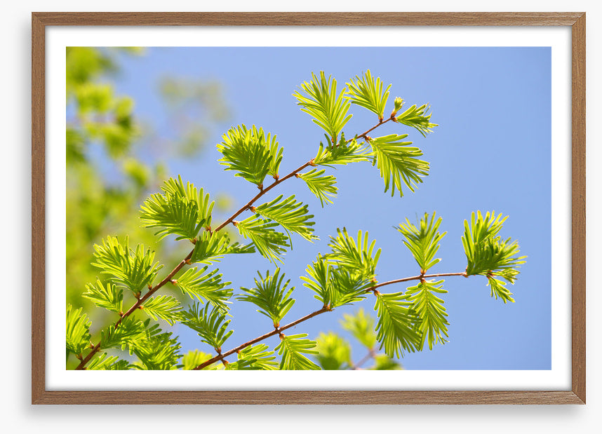Leaves