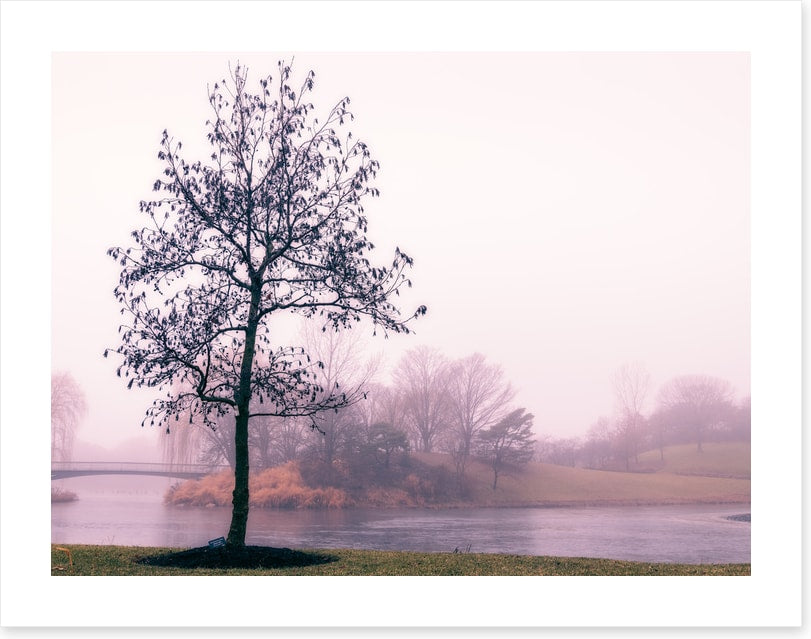 By the misty lake